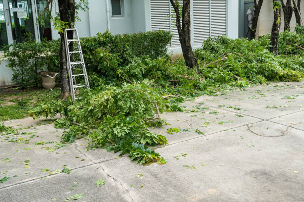 Lowell, NC Tree Service Company